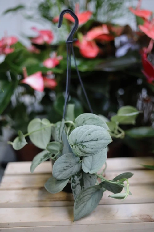 Scindapsus pictus Silvery Ann L (2).JPG