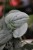 Scindapsus pictus Silvery Ann L (3).JPG