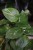 Scindapsus Rubicon (Scindapsus ciemny) (4).JPG