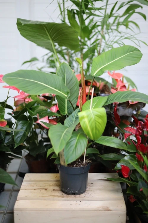 Philodendron geniculatum 'Jet Streak' (Filodendron) (1).JPG