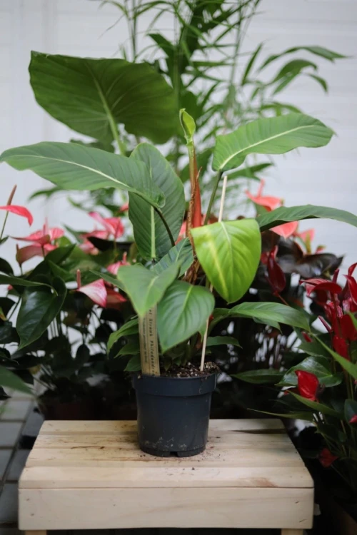 Philodendron geniculatum 'Jet Streak' (Filodendron) (2).JPG