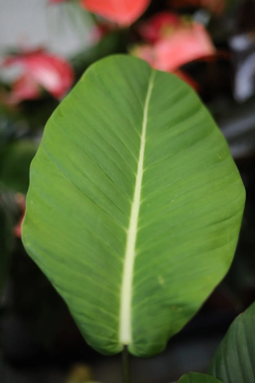 Philodendron geniculatum 'Jet Streak' (Filodendron) - RA SHOP - roliny  doniczkowe