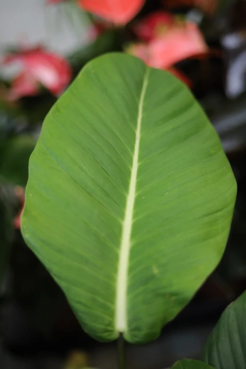 Philodendron geniculatum 'Jet Streak' (Filodendron) (3).JPG