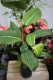 Philodendron geniculatum 'Jet Streak' (Filodendron) (4).JPG