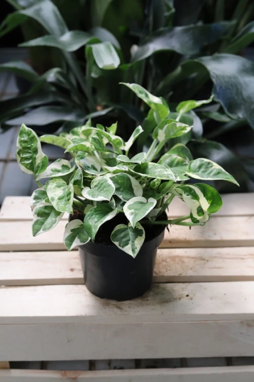 Epipremnum aureum 'N’Joy' w aranżacji wnętrza – tropikalna roślina doniczkowa, która wprowadza do przestrzeni świeżość, naturalny akcent i egzotyczny charakter.