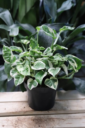 Epipremnum aureum 'N’Joy' – efektowna roślina pnąca o zielono-białych liściach z dekoracyjnymi, nieregularnymi wzorami. Idealna do wiszących donic i nowoczesnych wnętrz.