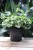 Epipremnum N'Joy