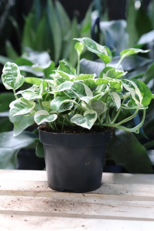 Epipremnum N'Joy