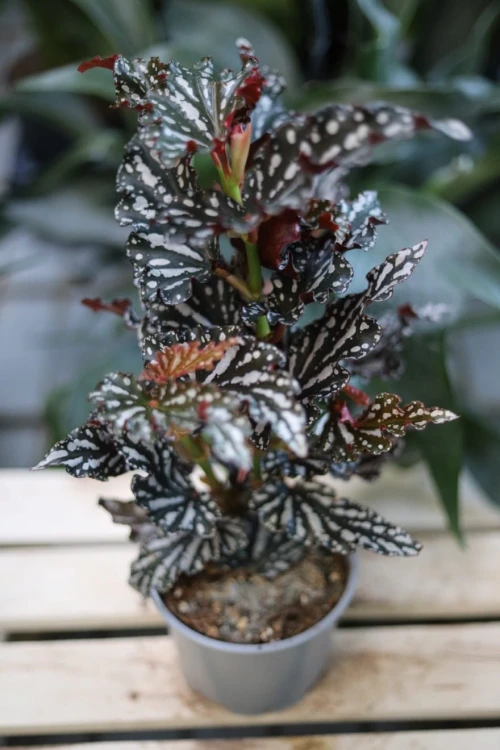 begonia (2).JPG
