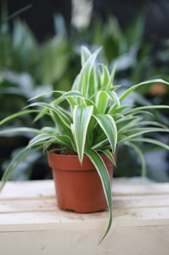 Chlorophytum comosum Ocean – efektowna roślina doniczkowa o zielono-białych liściach. Idealna do nowoczesnych i tropikalnych wnętrz oraz aranżacji w stylu urban jungle.