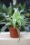 Chlorophytum comosum Ocean – efektowna roślina doniczkowa o zielono-białych liściach. Idealna do nowoczesnych i tropikalnych wnętrz oraz aranżacji w stylu urban jungle.