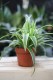Chlorophytum comosum Ocean – efektowna roślina doniczkowa o zielono-białych liściach. Idealna do nowoczesnych i tropikalnych wnętrz oraz aranżacji w stylu urban jungle.