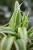 Chlorophytum comosum Ocean w aranżacji wnętrza – tropikalna roślina doniczkowa, która wprowadza do przestrzeni świeżość, naturalny akcent i nowoczesny wygląd.