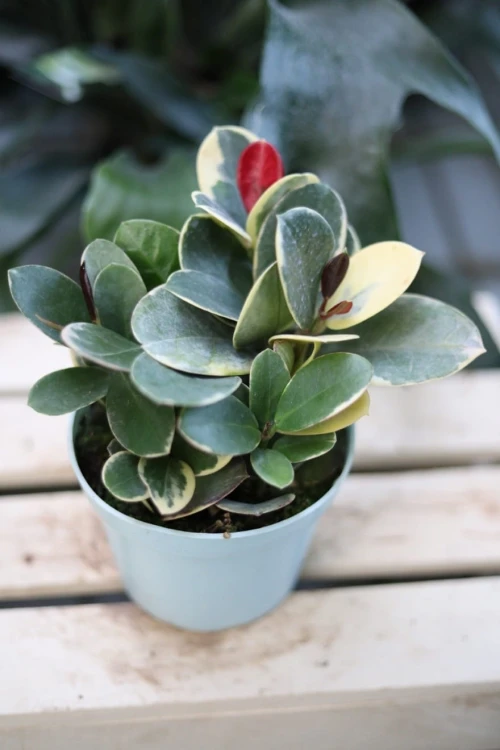 hoya blondie.JPG