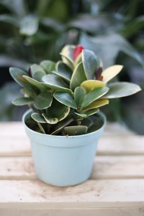 hoya blondie 2.JPG