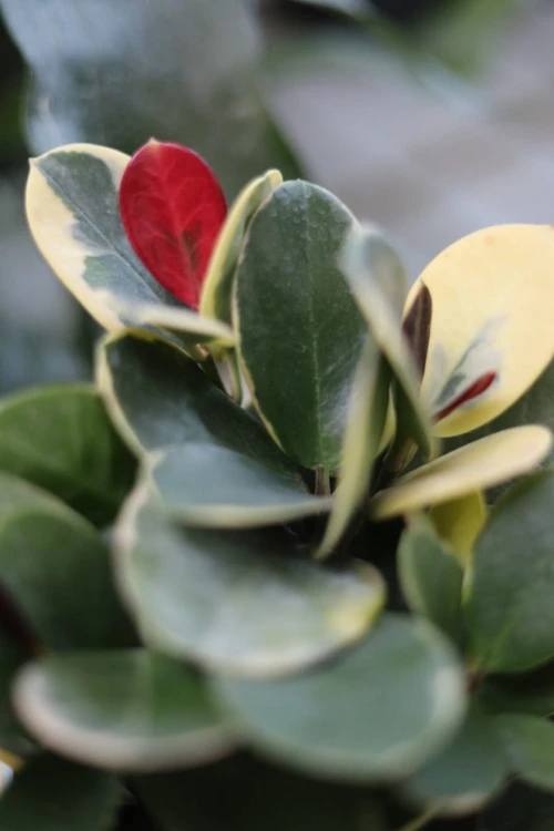 hoya blondie 3.JPG