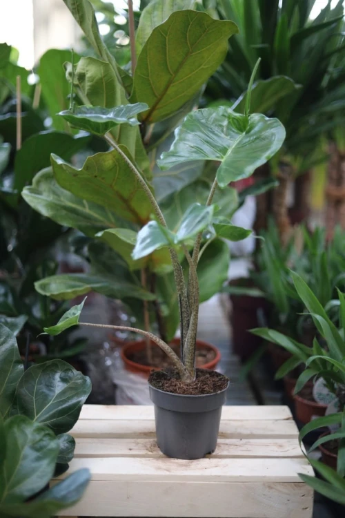 Alocasia Macrorrhiza Stingray w aranżacji wnętrza – tropikalna roślina o niepowtarzalnej formie, która przyciąga uwagę i nadaje przestrzeni nowoczesny, egzotyczny charakter.