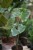 Alocasia Macrorrhiza Stingray
