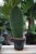 Sansevieria masoniana – dekoracyjna roślina doniczkowa o dużych, szerokich liściach z charakterystycznym wzorem. Idealna do nowoczesnych i minimalistycznych wnętrz.