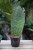 Sansevieria masoniana w aranżacji wnętrza – elegancka i wytrzymała roślina doniczkowa, która wprowadza do przestrzeni naturalny i nowoczesny akcent.