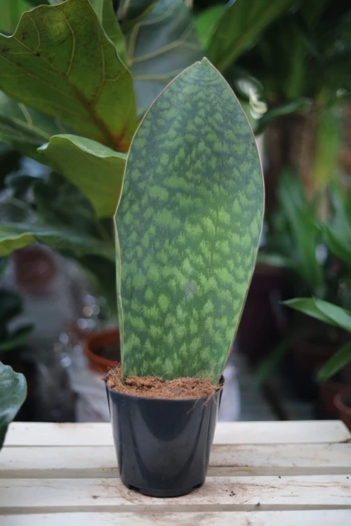 Sansevieria masoniana w aranżacji wnętrza – elegancka i wytrzymała roślina doniczkowa, która wprowadza do przestrzeni naturalny i nowoczesny akcent.