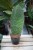 Sansewieria Masoniana