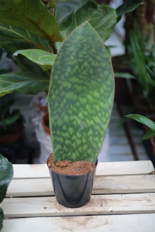 Sansewieria Masoniana