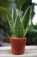 Sansevieria trifasciata 'Canary' – dekoracyjna roślina doniczkowa o pionowych, jasnozielonych liściach z charakterystycznym obrzeżeniem. Idealna do nowoczesnych wnętrz.
