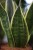 Zbliżenie liści Sansevieria 'Canary' ukazujące ich dekoracyjny wzór oraz kontrastowe obrzeżenia. Odporna roślina o niewielkich wymaganiach pielęgnacyjnych.