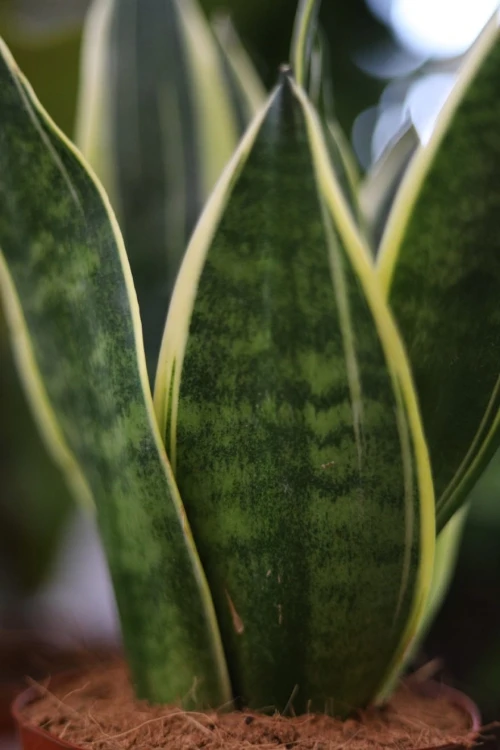 Zbliżenie liści Sansevieria 'Canary' ukazujące ich dekoracyjny wzór oraz kontrastowe obrzeżenia. Odporna roślina o niewielkich wymaganiach pielęgnacyjnych.