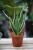Sansevieria trifasciata 'Canary' w aranżacji wnętrza – elegancka roślina doniczkowa, która wprowadza do przestrzeni naturalny, świeży i nowoczesny akcent.