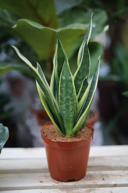 Sansevieria trifasciata 'Canary' w aranżacji wnętrza – elegancka roślina doniczkowa, która wprowadza do przestrzeni naturalny, świeży i nowoczesny akcent.