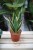 Sansevieria trifasciata 'Canary'