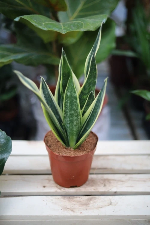 Sansevieria trifasciata 'Canary'