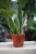 Sansewieria trifasciata 'Canary'