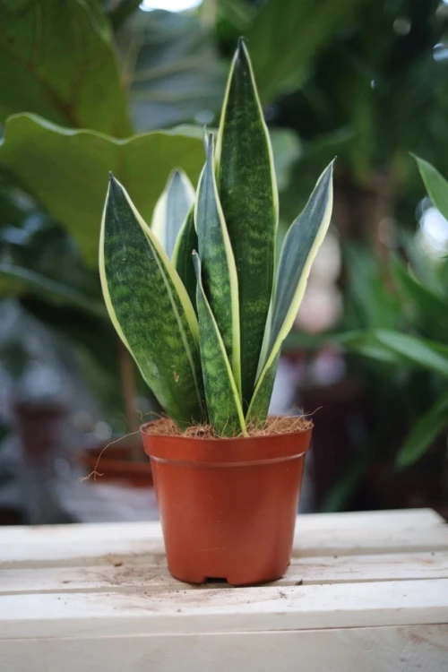 Sansewieria trifasciata 'Canary'
