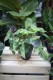 Syngonium Mottled Mojito – dekoracyjna roślina doniczkowa o charakterystycznych liściach z marmurkową, jasną variegacją. Idealna do nowoczesnych i tropikalnych wnętrz.