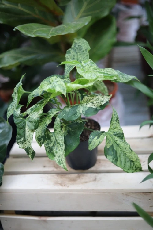 Syngonium Mottled Mojito