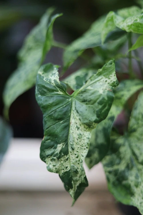 Zroślicha Mottled Mojito