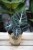 Alocasia baginda 'Black Velvet' – dekoracyjna roślina doniczkowa o ciemnych, aksamitnych liściach z kontrastowym, jasnym unerwieniem. Idealna do kolekcji roślin tropikalnych.