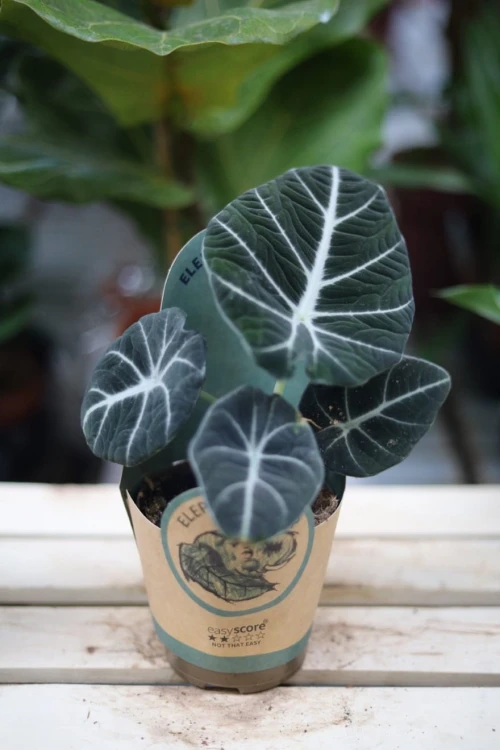 Alocasia baginda 'Black Velvet' – dekoracyjna roślina doniczkowa o ciemnych, aksamitnych liściach z kontrastowym, jasnym unerwieniem. Idealna do kolekcji roślin tropikalnych.