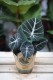 Alocasia baginda 'Black Velvet' – dekoracyjna roślina doniczkowa o ciemnych, aksamitnych liściach z kontrastowym, jasnym unerwieniem. Idealna do kolekcji roślin tropikalnych.
