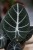 Zbliżenie liścia Alocasia 'Black Velvet' ukazujące jego aksamitną fakturę oraz wyraźne, jasne nerwy. Egzotyczna roślina o eleganckim i kolekcjonerskim wyglądzie.