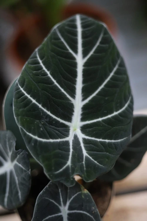 Zbliżenie liścia Alocasia 'Black Velvet' ukazujące jego aksamitną fakturę oraz wyraźne, jasne nerwy. Egzotyczna roślina o eleganckim i kolekcjonerskim wyglądzie.