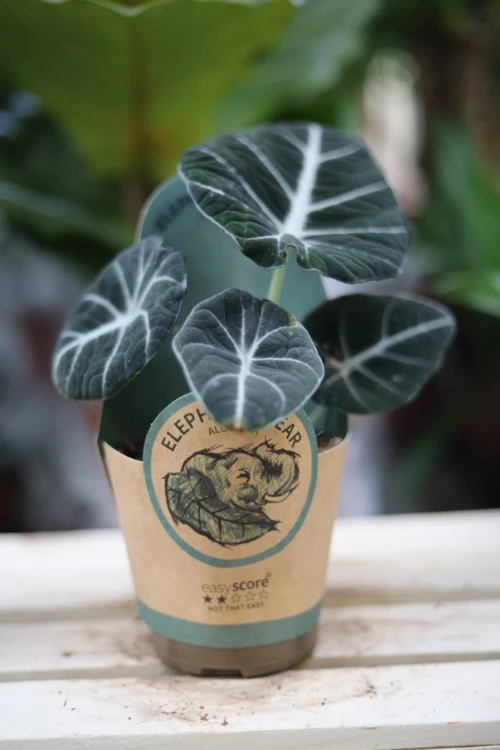 Alocasia baginda 'Black Velvet' w aranżacji wnętrza – kompaktowa roślina tropikalna, która dodaje przestrzeni elegancji i egzotycznego charakteru.
