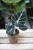 Alocasia baginda 'Black Velvet'