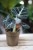 Alocasia 'Black Velvet'