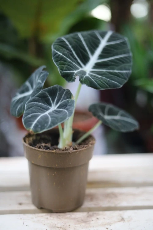 Alocasia 'Black Velvet'