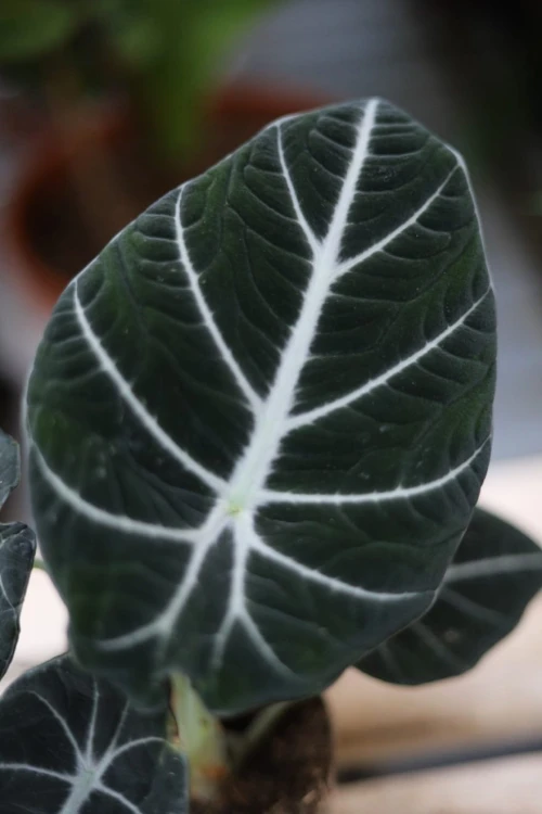 Alokazja baginda 'Black Velvet'