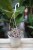 Ceropegia woodii variegata – efektowna roślina zwisająca o delikatnych, sercowatych liściach z jasną variegacją. Doskonała do wiszących donic i półek.